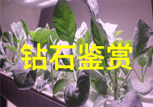 云南省玉溪市瑾岚区寻找那份属于你我他共同记忆中永恒不变的事物