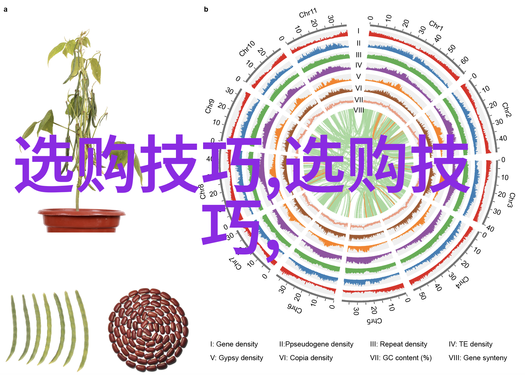 翡翠原石的净度与色带考究高品质翡翠原石的净度评估与色带分类