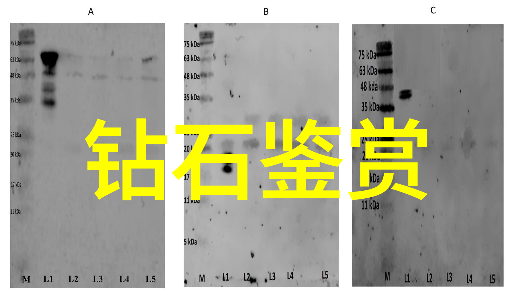 云南瑞丽翡翠我在瑞丽的翡翠故事