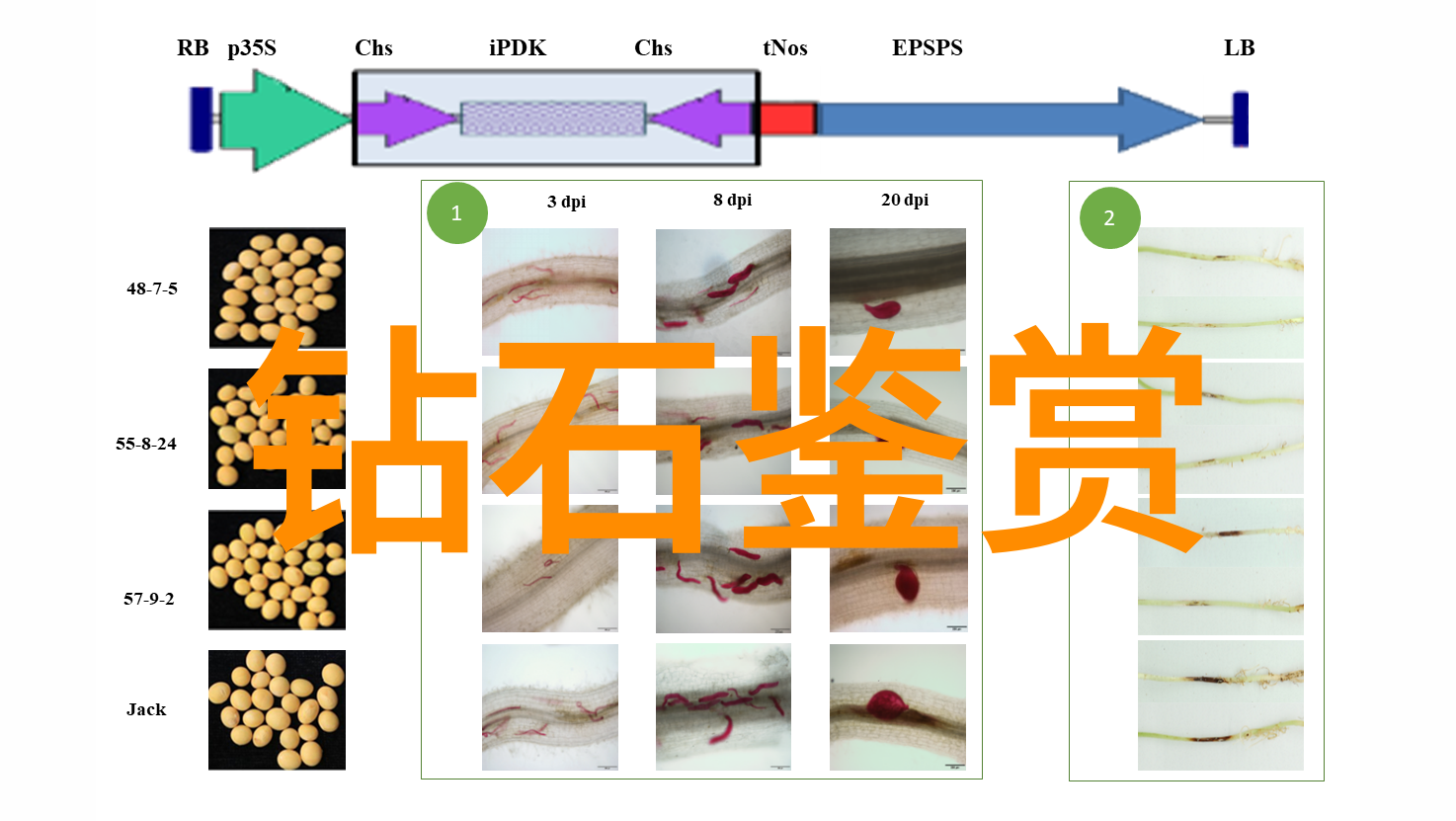 乞丐与恶犬的故事街头悲剧与怜悯之交响