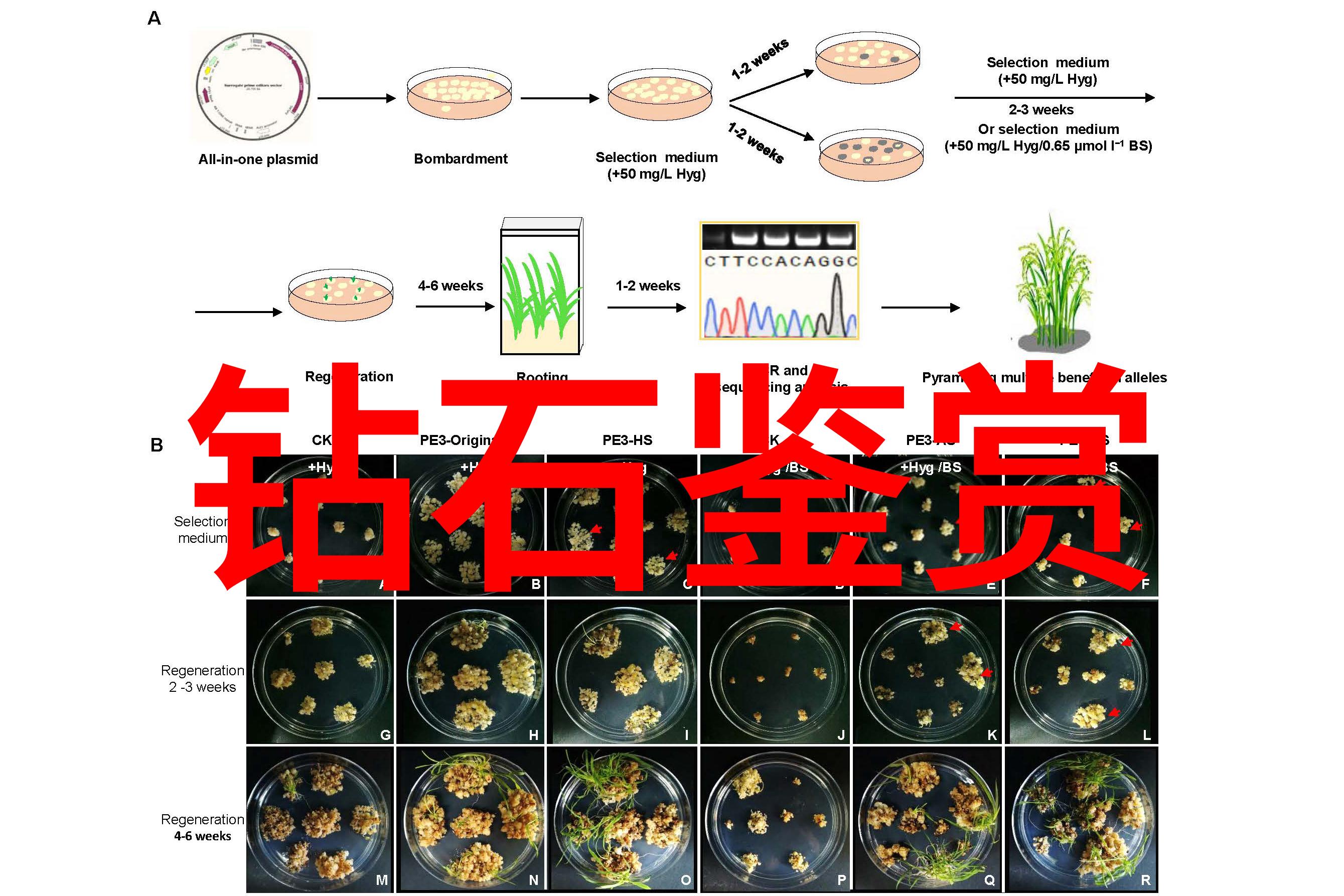 价值上亿的玉石我手里握着一颗可能改变命运的宝石