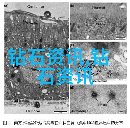 钻石如何根据其大小颜色和纯度进行评估和排名的