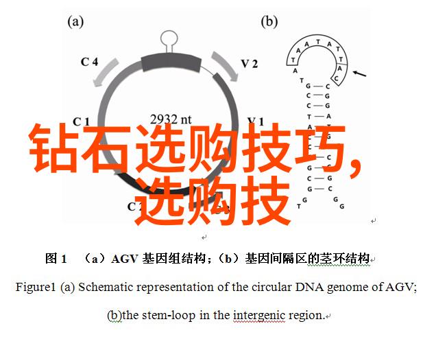 珍贵水母之冠金色珍珠的迷人魅力