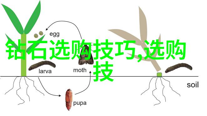 翡翠收藏技巧区分精美与平庸提升投资回报