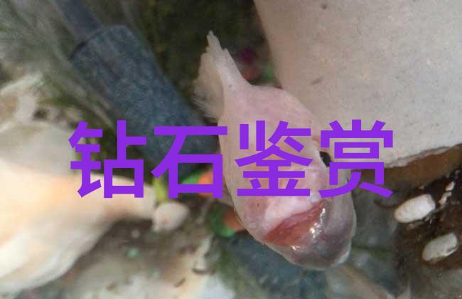 婚纱手链断了意味着什么它在不同的物品情境下的代表意义