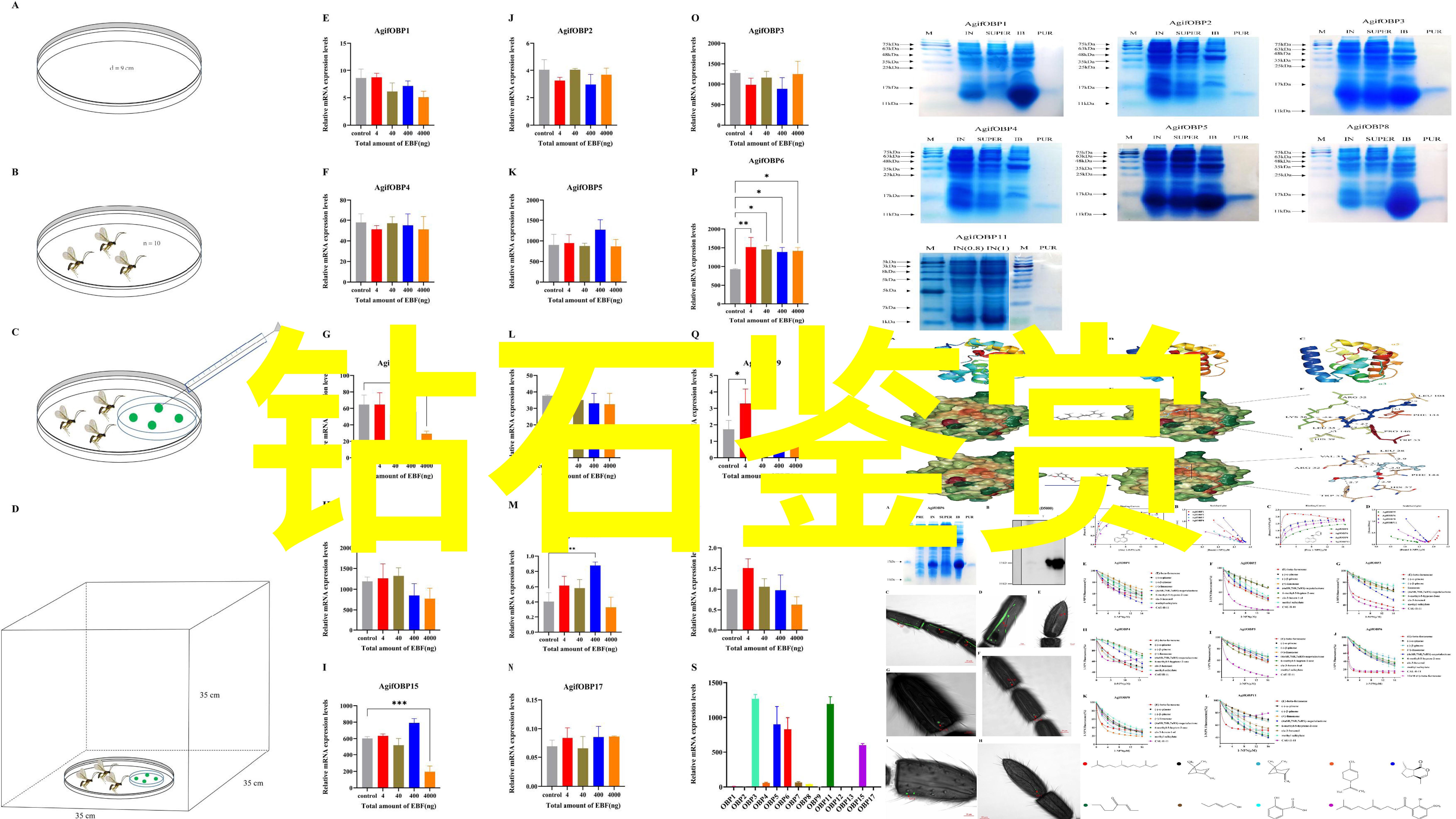 东陵玉和玉髓哪个值钱 - 古墓中的宝藏东陵玉与玉髓的价值考量