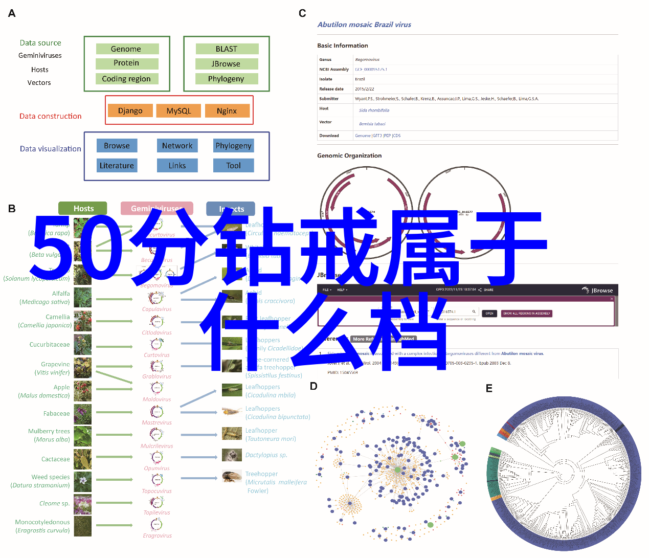 一颗不值得付出的珍珠反思对东陵玉过度迷恋的心理根源