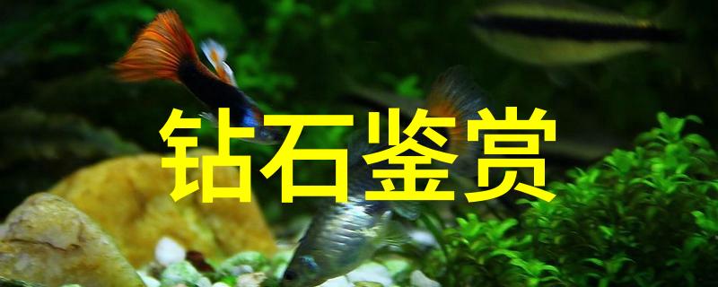 古代宫廷秘密探索黑金古殿完整版的神秘魅力